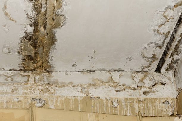 Best Post-Construction Mold Inspection  in Fort Pierce, FL